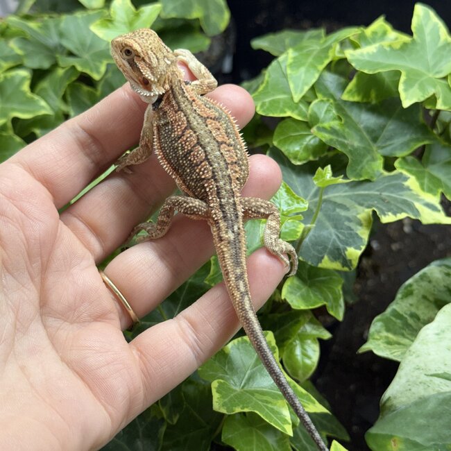 Red Dunner Bearded Dragon 'pp'