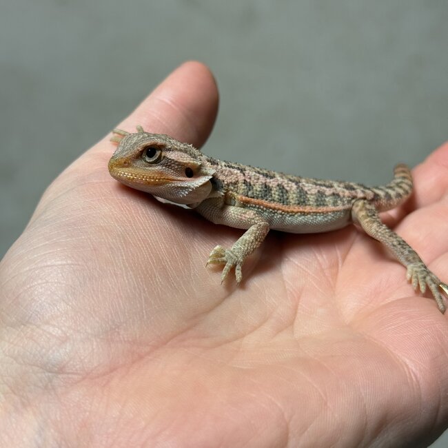 Red Translucent Bearded Dragon 'T7'
