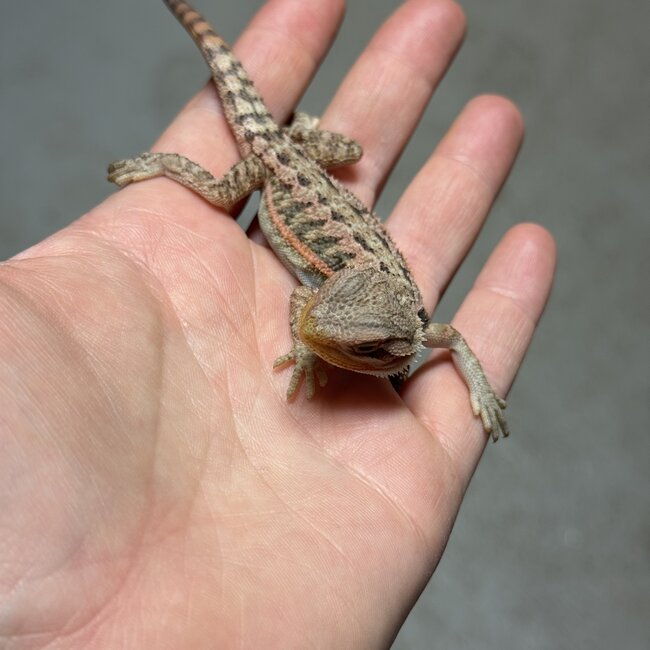 Red Translucent Bearded Dragon 'T7'