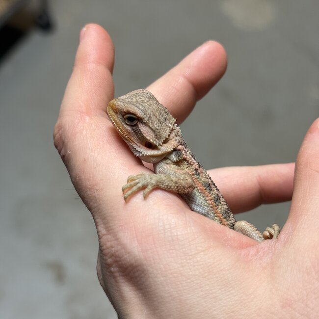 Red Translucent Bearded Dragon 'T7'