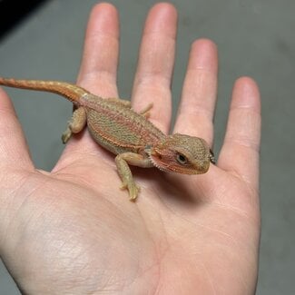 Red Translucent Dunner Bearded Dragon 'zw'