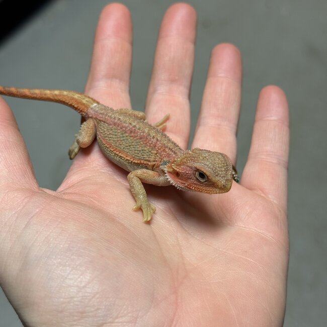 Red Translucent Dunner Bearded Dragon 'zw'