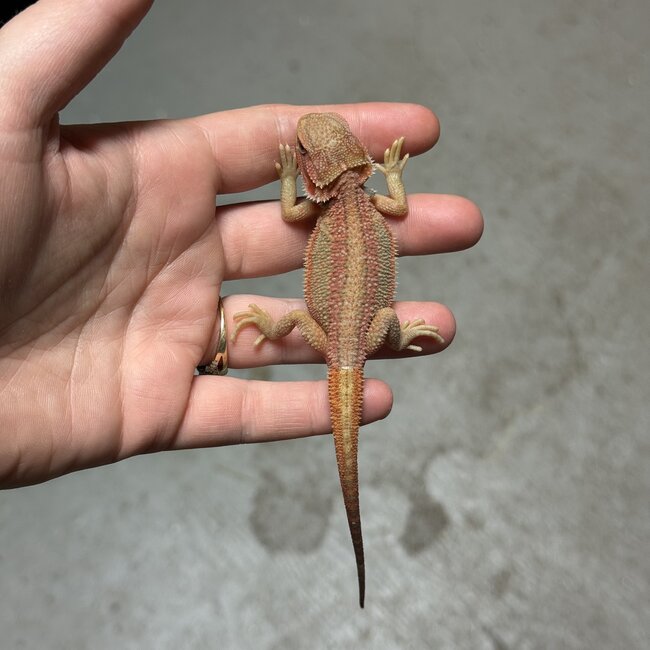 Red Translucent Dunner Bearded Dragon 'zw'