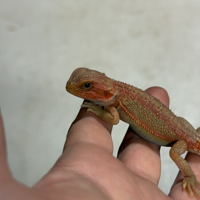Red Translucent Dunner Bearded Dragon 'zw'