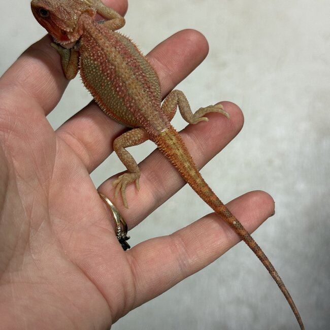 Red Translucent Dunner Bearded Dragon 'zw'