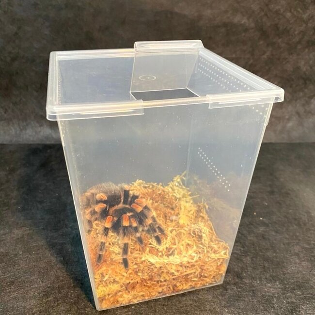 Vented Square Container with Lid
