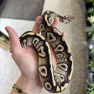 Phantom Cypress het Clown Male Ball Python