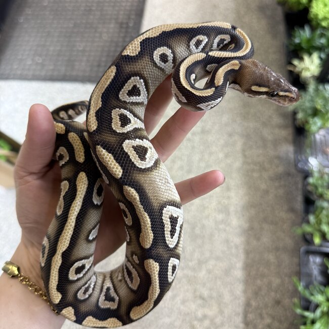 Phantom Cypress het Clown Male Ball Python