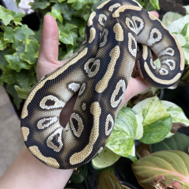 Phantom Cypress het Clown Male Ball Python