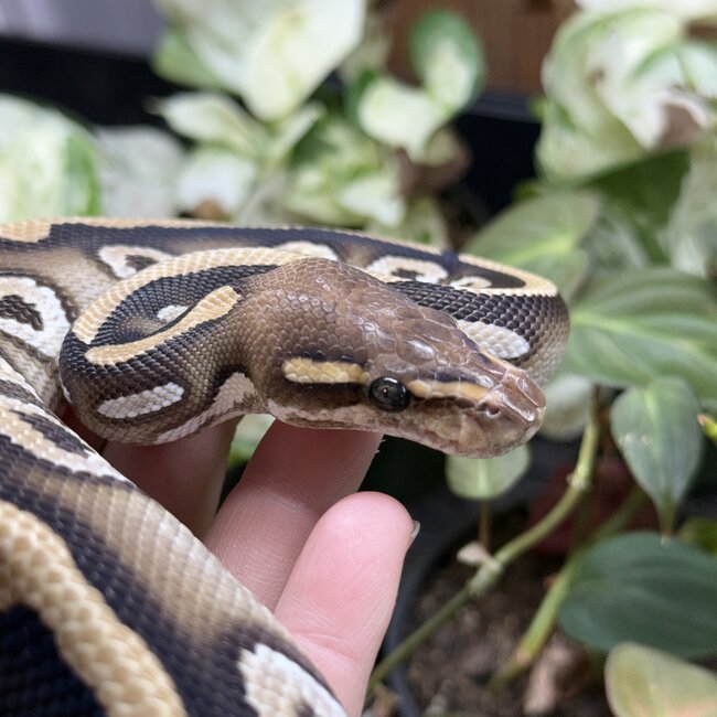Phantom Cypress het Clown Male Ball Python