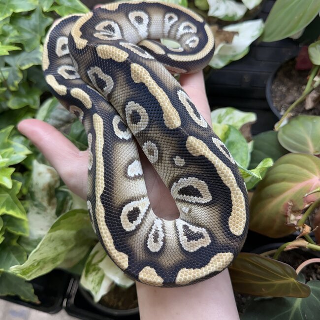 Phantom Cypress het Clown Male Ball Python