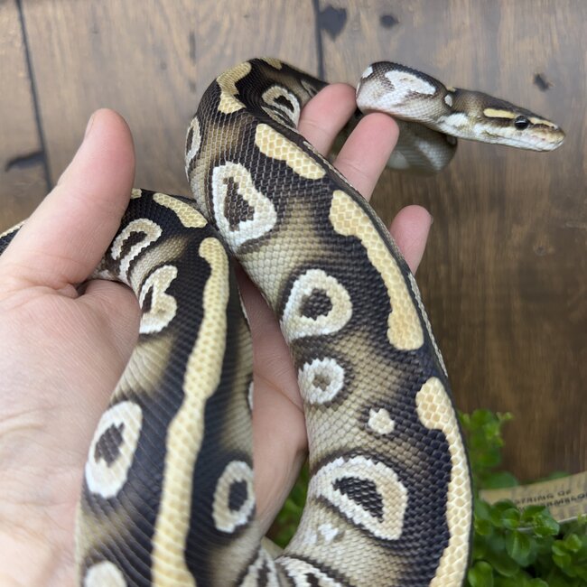 Phantom Cypress het Clown Male Ball Python
