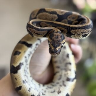 Acid het Clown Female Ball Python