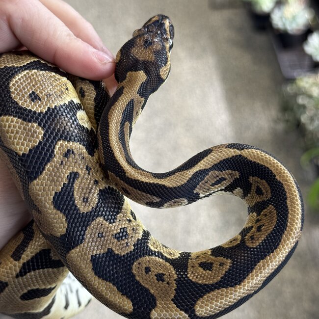 Acid het Clown Female Ball Python