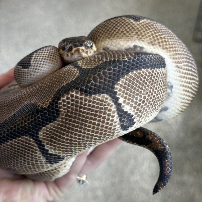Clown Female Ball Python