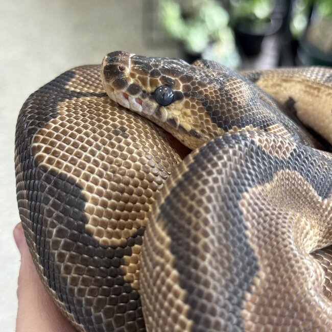 Clown Female Ball Python