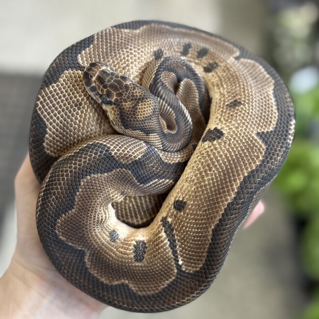 Clown Female Ball Python