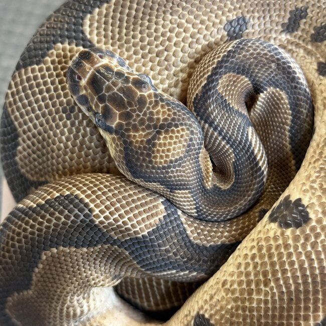 Clown Female Ball Python