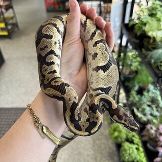 Acid Ball Python Male
