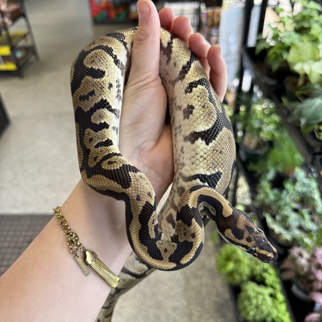 Acid Ball Python Male