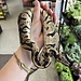 Acid Ball Python Male