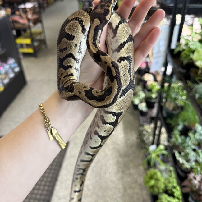 Acid Ball Python Male