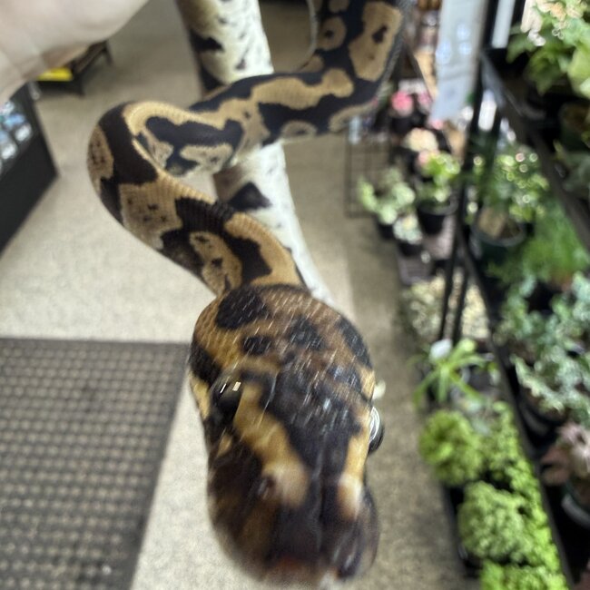 Acid Ball Python Male