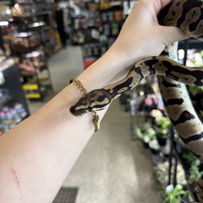 Acid Ball Python Male