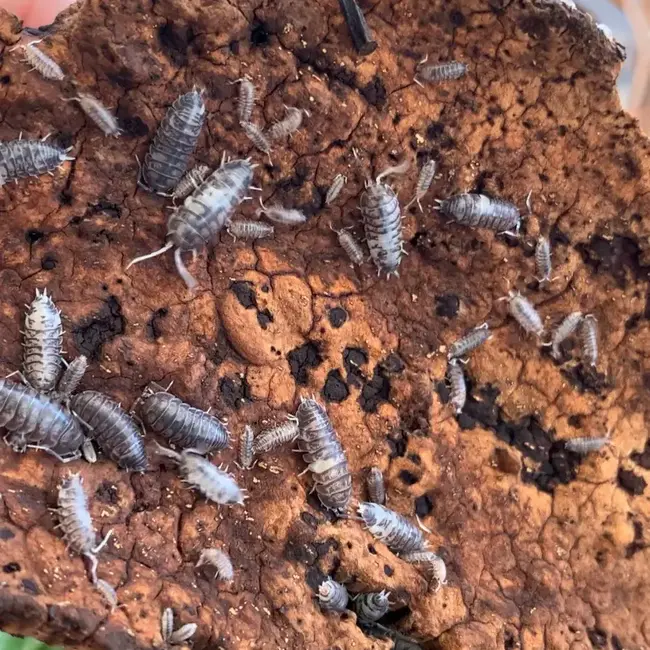 Cylisticus convexus "Ukraine Pied" Isopod 10 pack