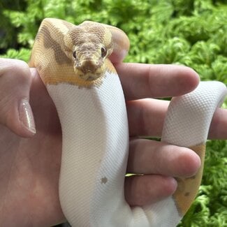 Toffee Piebald Female Ball Python