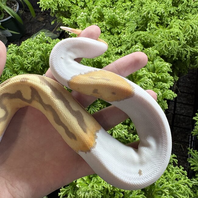 Toffee Piebald Female Ball Python