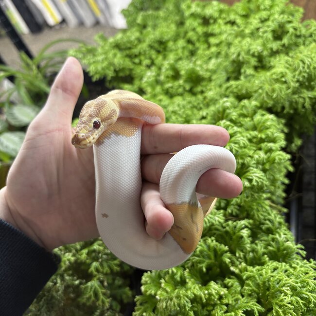 Toffee Piebald Female Ball Python