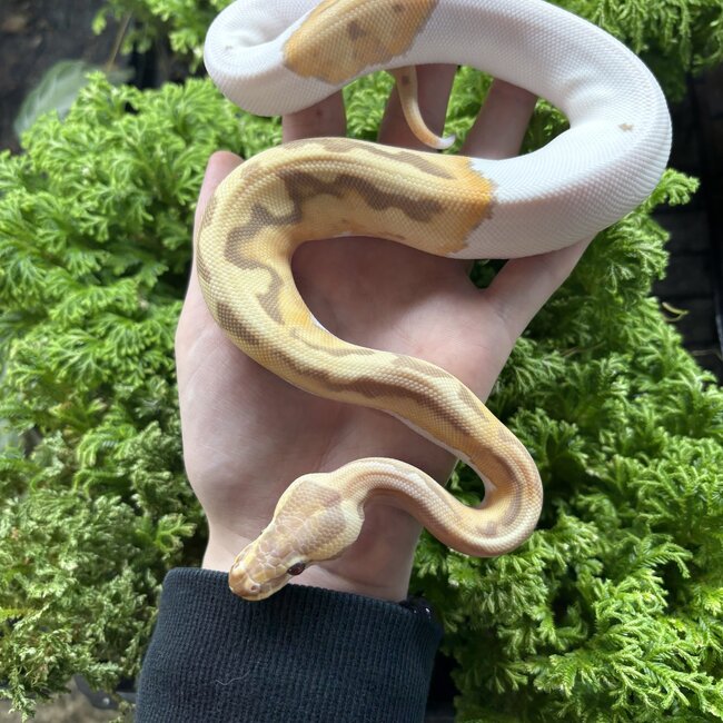 Toffee Piebald Female Ball Python