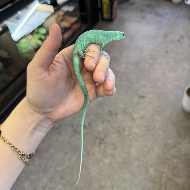 Green Keel Bellied Lizard 9-2025