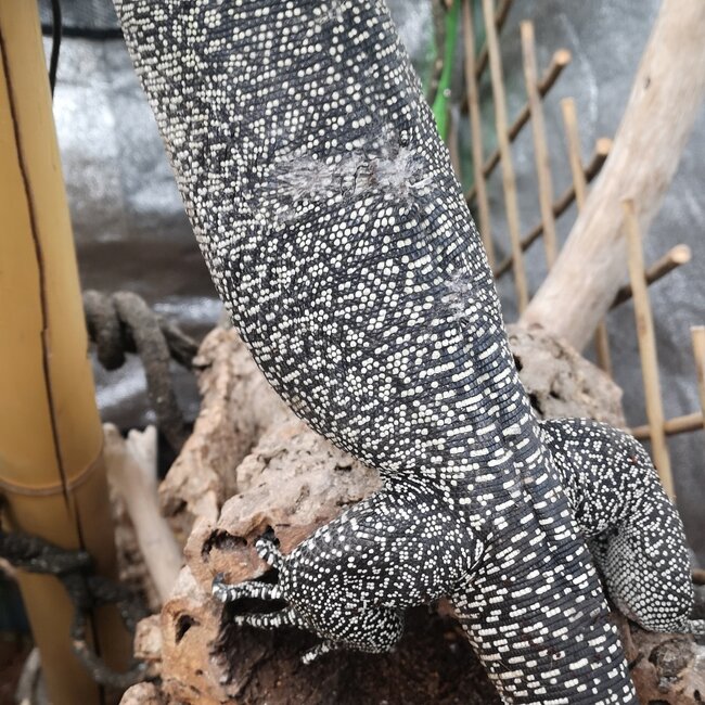 Mangrove Monitor 'Mordecai' SP, Varanus indicus