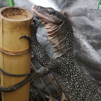 Mangrove Monitor 'Mordecai' SP, Varanus indicus