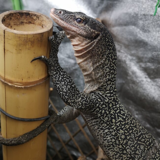 Mangrove Monitor 'Mordecai' SP, Varanus indicus