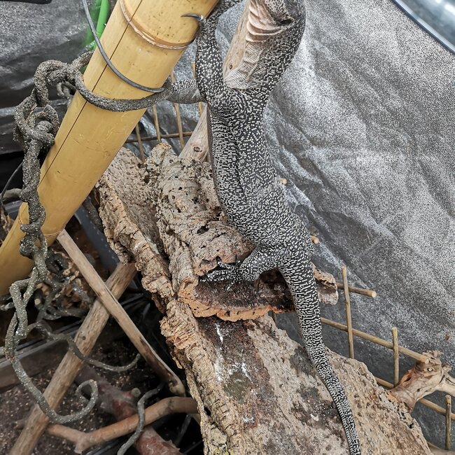 Mangrove Monitor 'Mordecai' SP, Varanus indicus