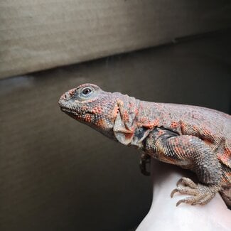 Orange Uromastyx 'Rhyah' SP