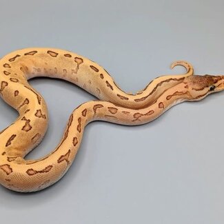 Orange Dream Yellowbelly Fire Pinstripe Female Ball Python