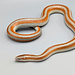 Baja Rosy Boa Female