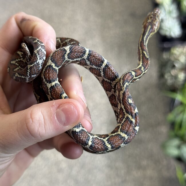Desert Night Snake, Hypsiglena torquata