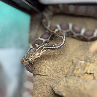 Desert Night Snake, Hypsiglena torquata