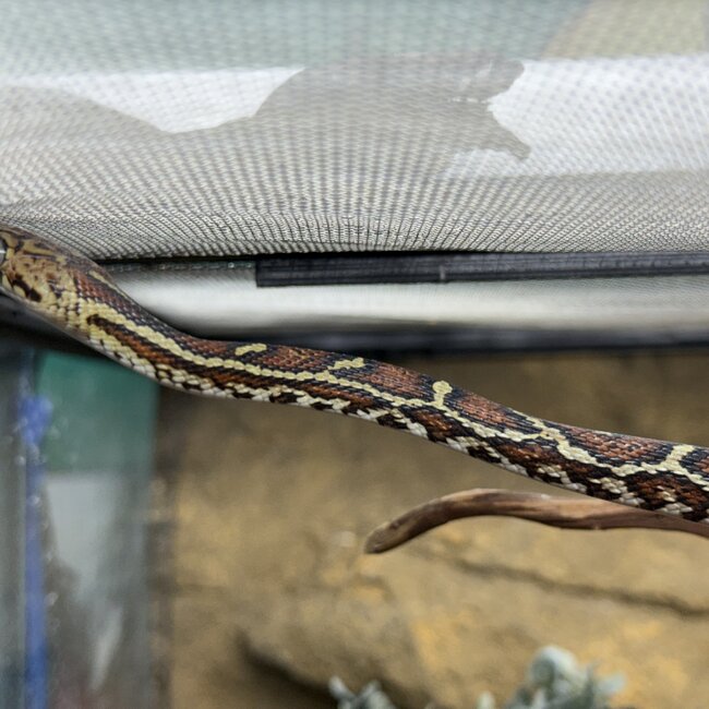 Desert Night Snake, Hypsiglena torquata