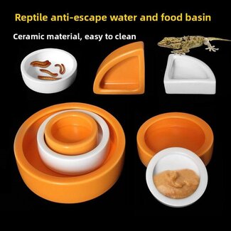 Roonami Worm Feeding Dish (options)