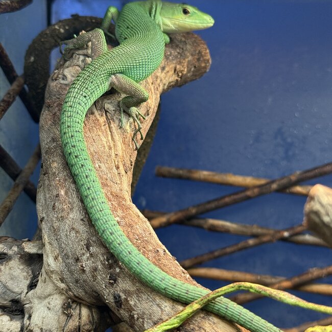 Green Keel Bellied Lizard 'Uncle Prince' SP