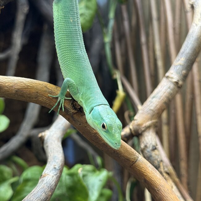 Green Keel Bellied Lizard 'Uncle Prince' SP