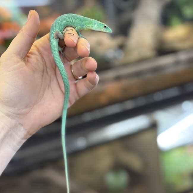 Green Keel Bellied Lizard 'Uncle Prince' SP