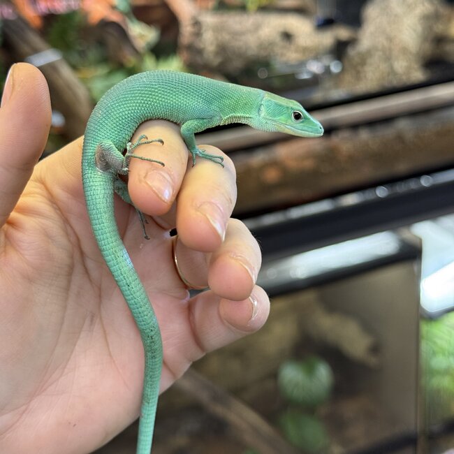 Green Keel Bellied Lizard 'Uncle Prince' SP