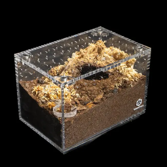 Tarantula Cribs Small Cuboid 6"x 4"x 4" Tarantula Cribs